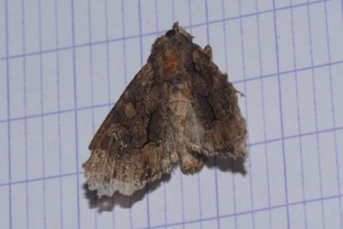 Réf. 269 818 : Mniotype solieri